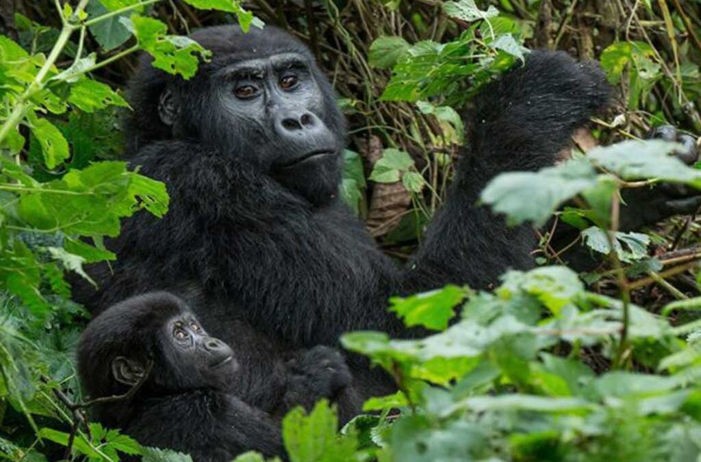 What Are the Basic Requirements for Gorilla Trekking in Uganda and Rwanda?