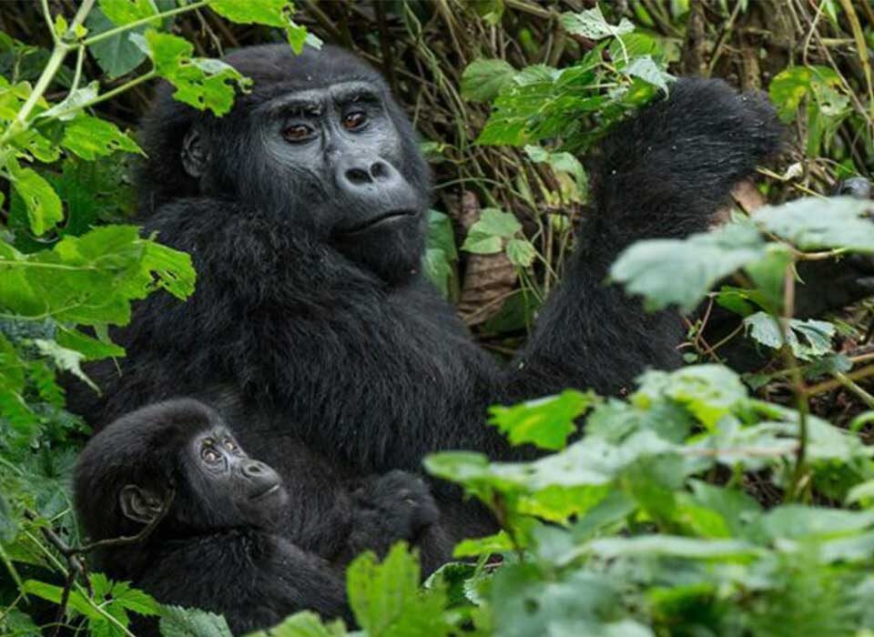 What Are the Basic Requirements for Gorilla Trekking in Uganda and Rwanda?
