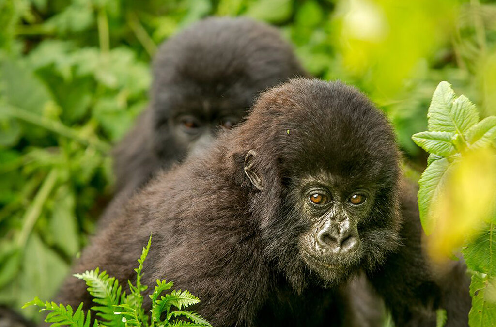 Restrictions to Gorilla Trekking in Uganda and Rwanda