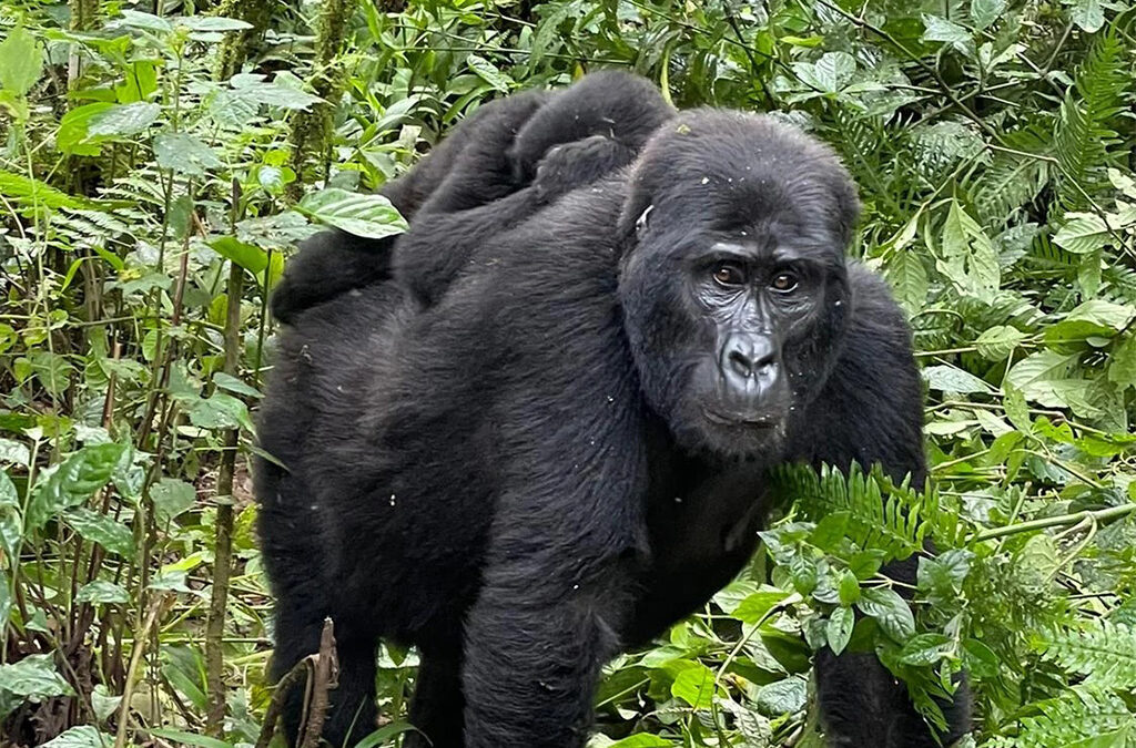 How Strong Is a Gorilla? Discover the Incredible Strength of Silverback Gorillas