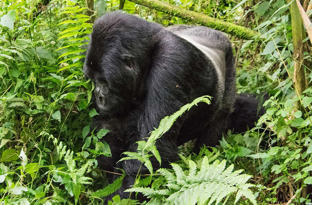 How Safe Is the Gorilla Trekking Experience in Africa?