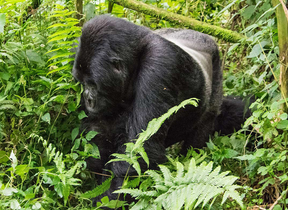 How Safe Is the Gorilla Trekking Experience in Africa?