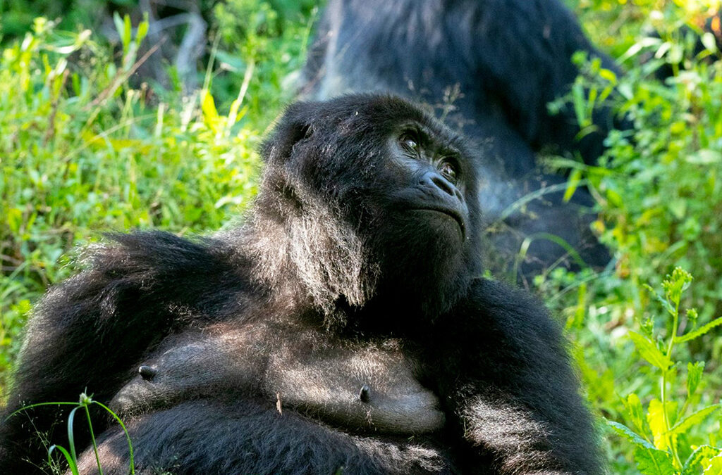 Understanding Uganda Gorilla Trekking for Older Travellers