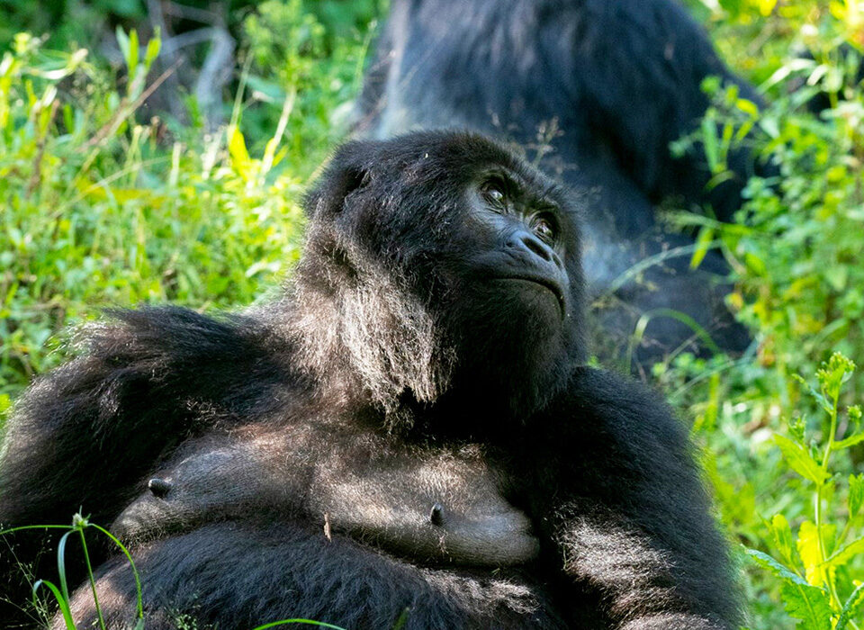 Understanding Uganda Gorilla Trekking for Older Travellers