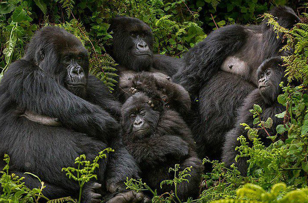 How to Plan Private Gorilla Trekking in Bwindi