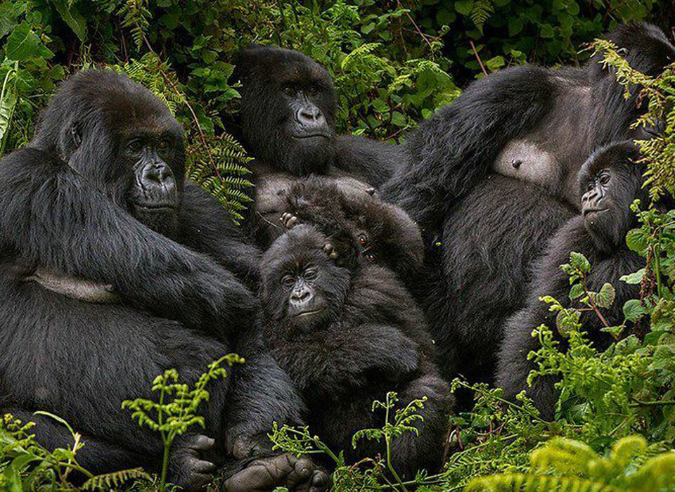 How to Plan Private Gorilla Trekking in Bwindi
